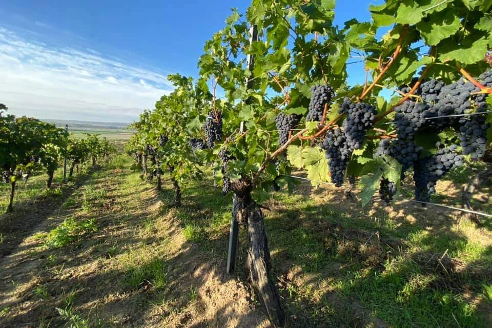 <p style="text-align:center;"><strong>Weinschulung – Paket</strong><br>„Sensorik & Rebe“ </p>