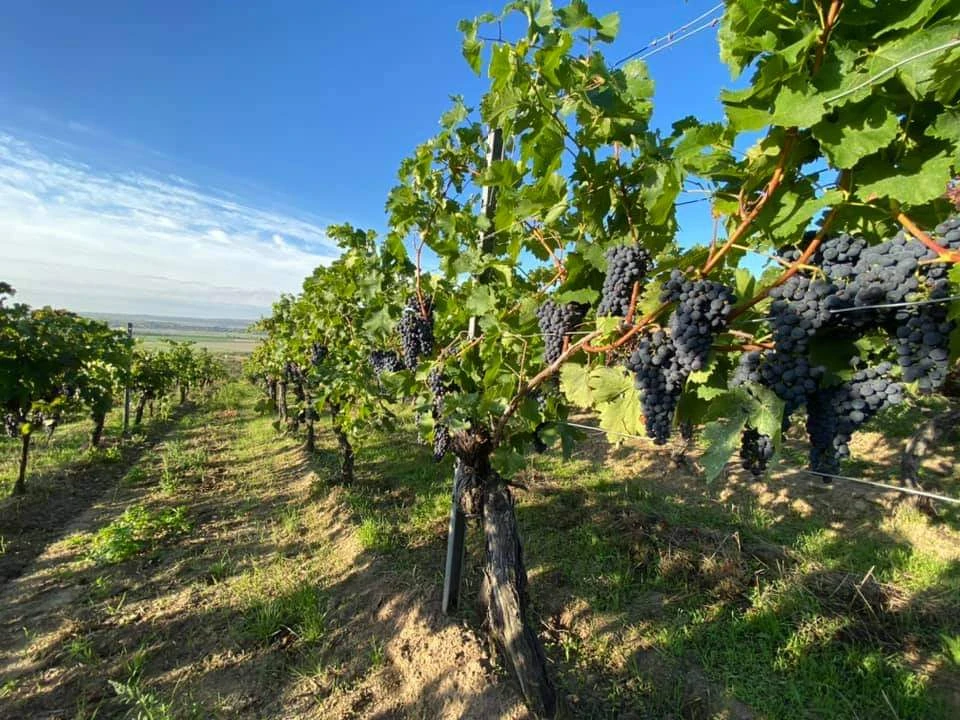 <p style="text-align:center;"><strong>Weinschulung – Paket</strong><br>„Sensorik & Rebe“ </p>